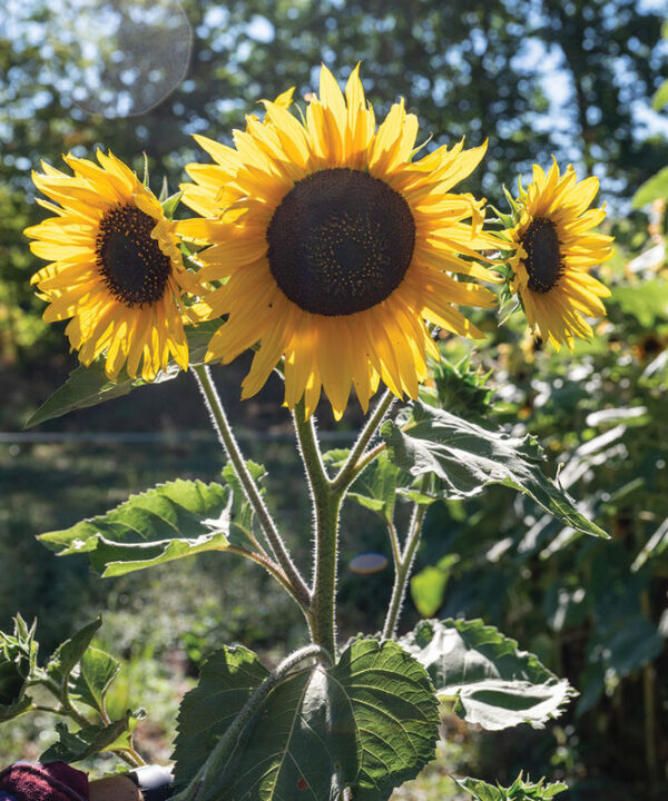 Henry Wilde - Sunflower Seed