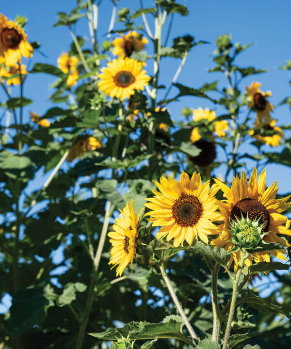 Alternative view of Henry Wilde - Sunflower Seed