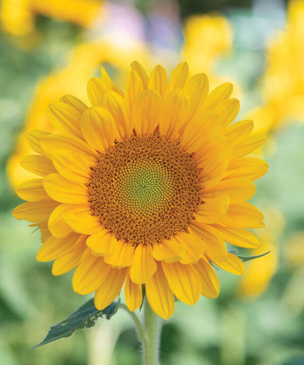 Fresh DMR - (F1) Sunflower Seed