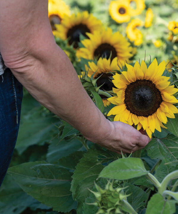 Orange Hobbit - Dwarf Sunflower Seeds