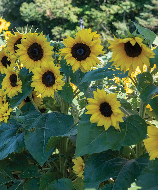 Alternative view of Orange Hobbit - Dwarf Sunflower Seeds