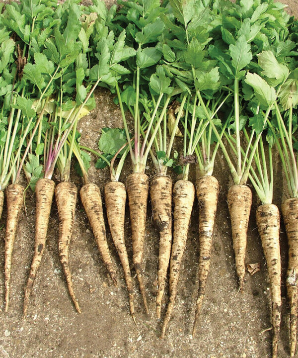 Dagger - (F1) Parsnip Seed