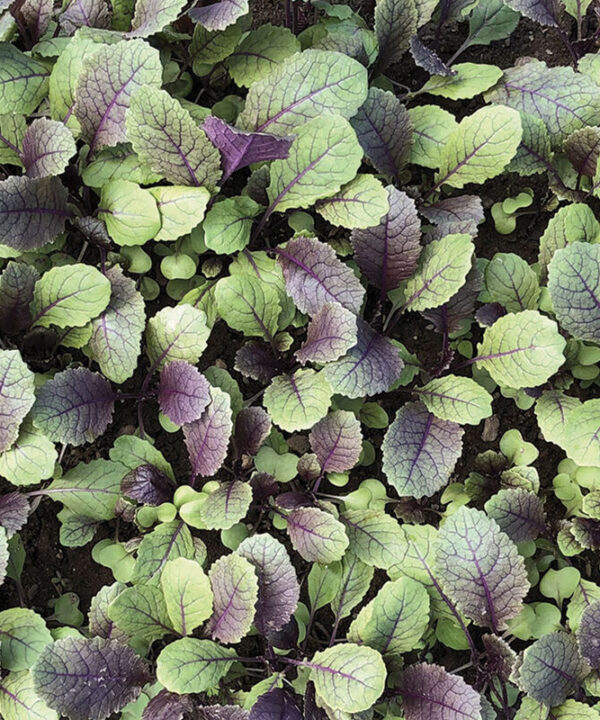 Moonshadow - Ethiopian Kale (Texsel Greens) Seeds