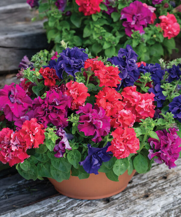 Double Cascade Bold Mix -  (F1) Petunia Seed