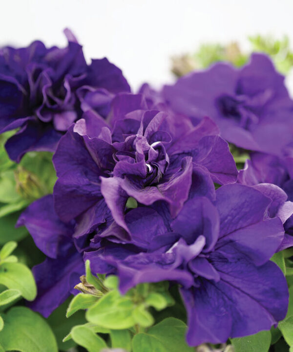 Double Cascade Blue -  (F1) Petunia Seed
