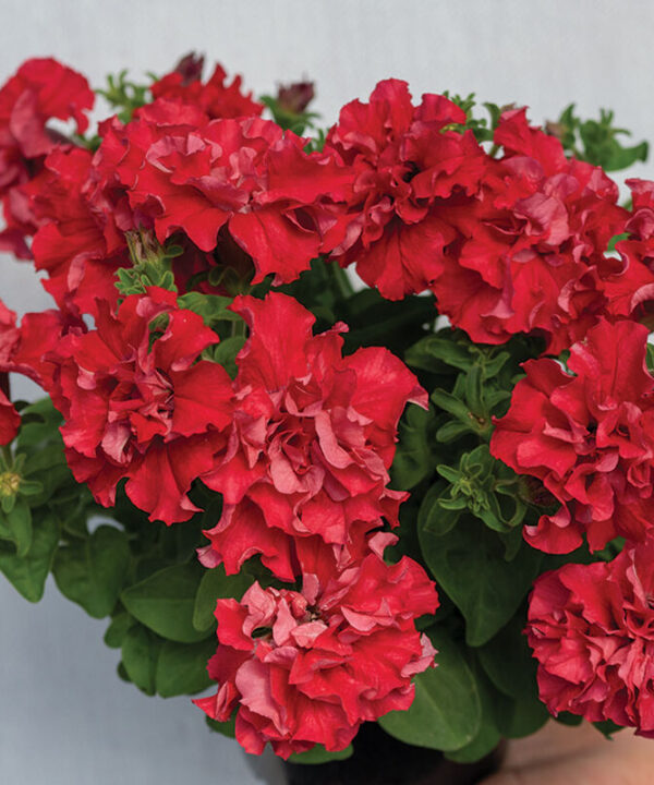 Double Cascade Valentine -  (F1) Petunia Seed