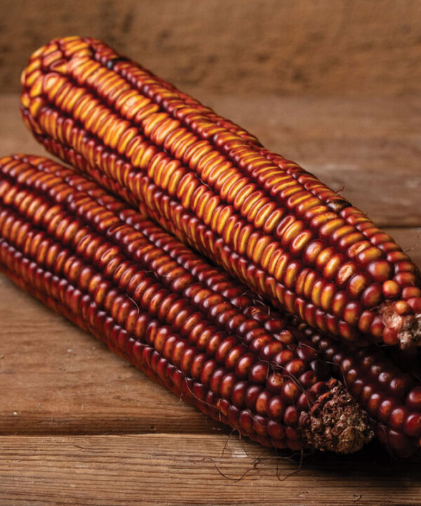 Alternative view of Choices - Heirloom Dry Corn Seed