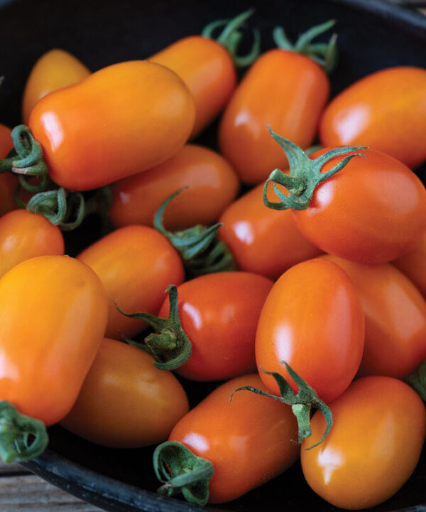 Mimosa - Organic Orange Grape Tomato Seeds