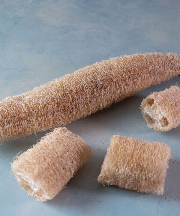 Luffa Gourd - Gourd Seed