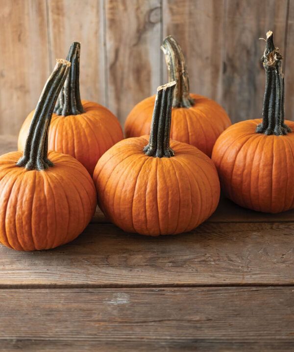 Voodoo - (F1) Pumpkin Seed