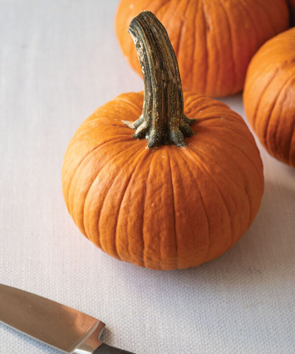 Alternative view of Voodoo - (F1) Pumpkin Seed