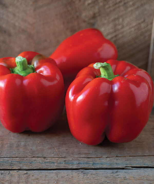 Nebula - Organic (F1) Bell Pepper Seed