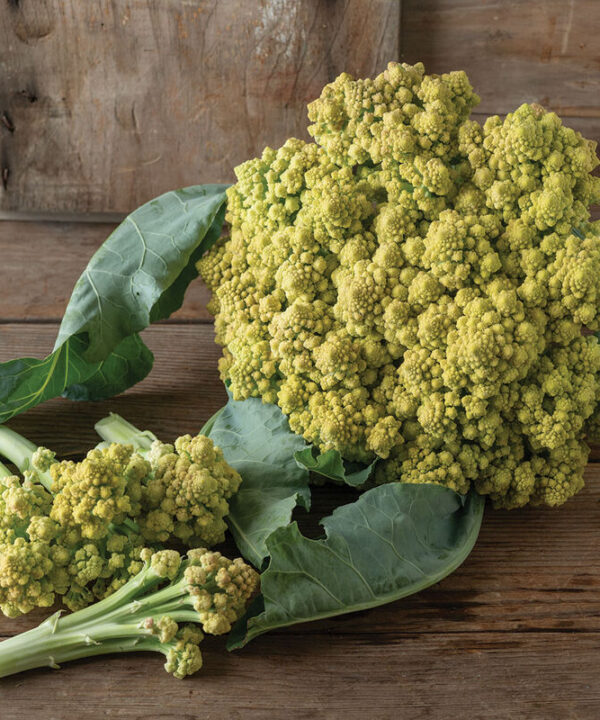 Romanetto 80 - (F1) Sprouting Cauliflower Seed