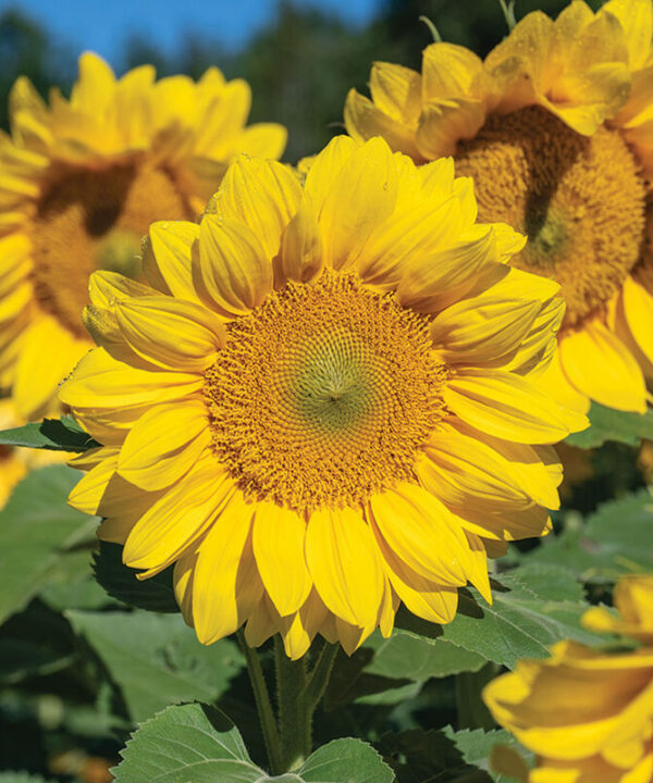 ProCut Yellow Lite - (F1) Sunflower Seed