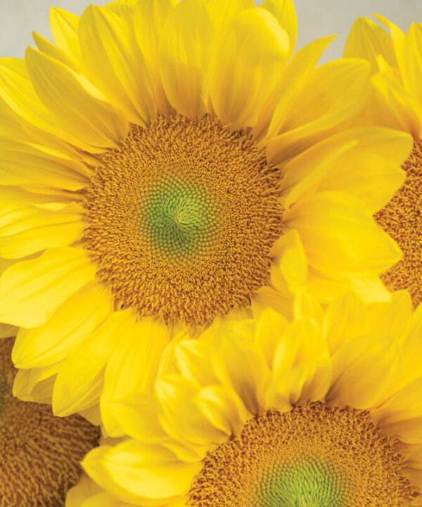 Alternative view of ProCut Yellow Lite - (F1) Sunflower Seed