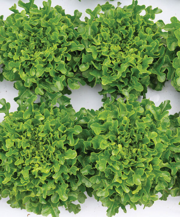 Green Upright Oak -  Lettuce Seed