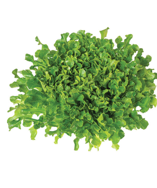 Alternative view of Green Upright Oak -  Lettuce Seed