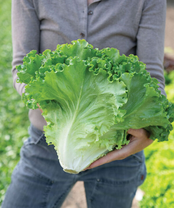 Gordini - Lettuce Seed