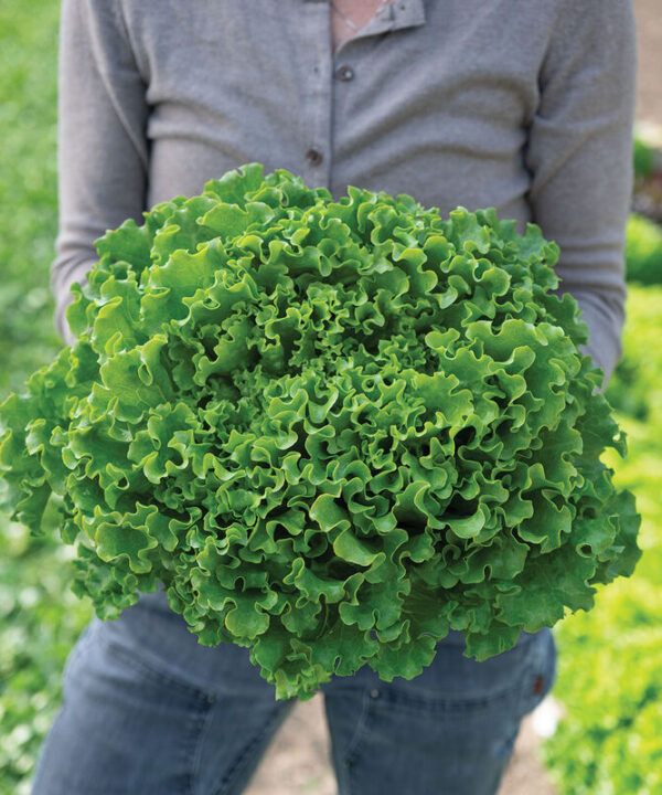Alternative view of Gordini - Lettuce Seed