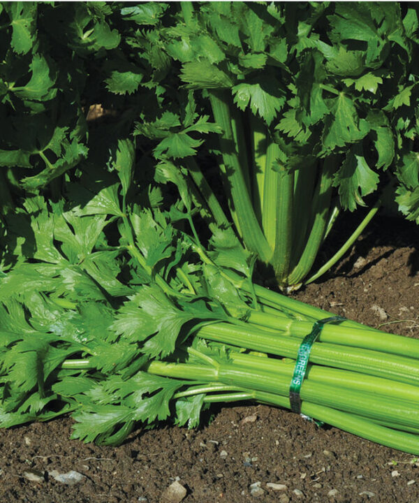 Tango - Organic Celery Seed