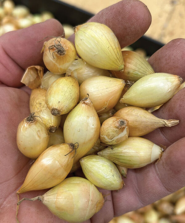 Alternative view of Shakespeare – Spring-Onion Seeds