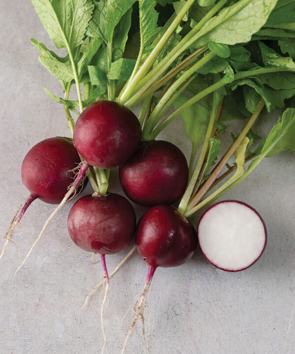 Purpella - Purple Radish Seeds