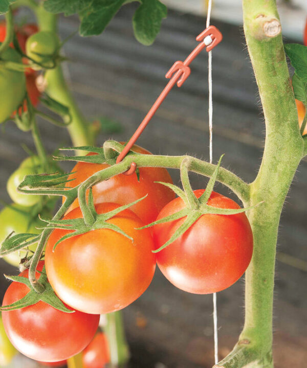 Stemhooks – 500 Count