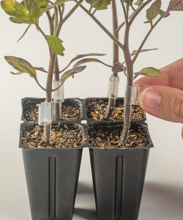 Alternative view of Top-Grafting Clips with Channel – 1.5 mm