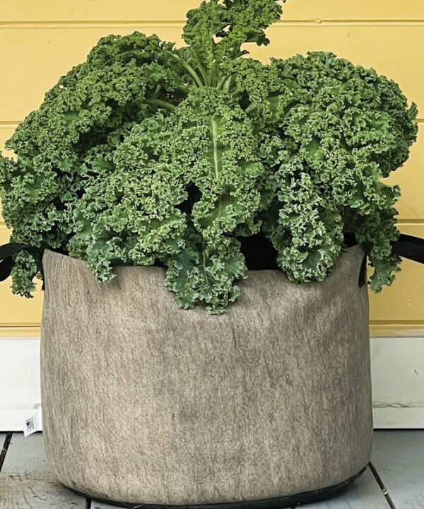 Alternative view of Smart Pot Natural – 15 Gal.