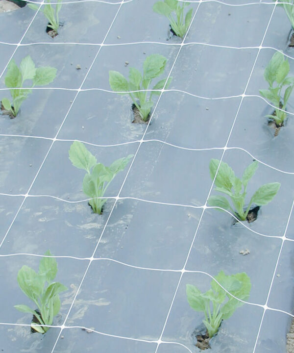 Hortonova FA – 48" x 328'