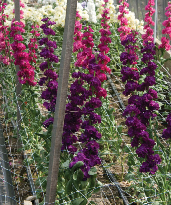 Alternative view of Hortonova FA – 48" x 328'