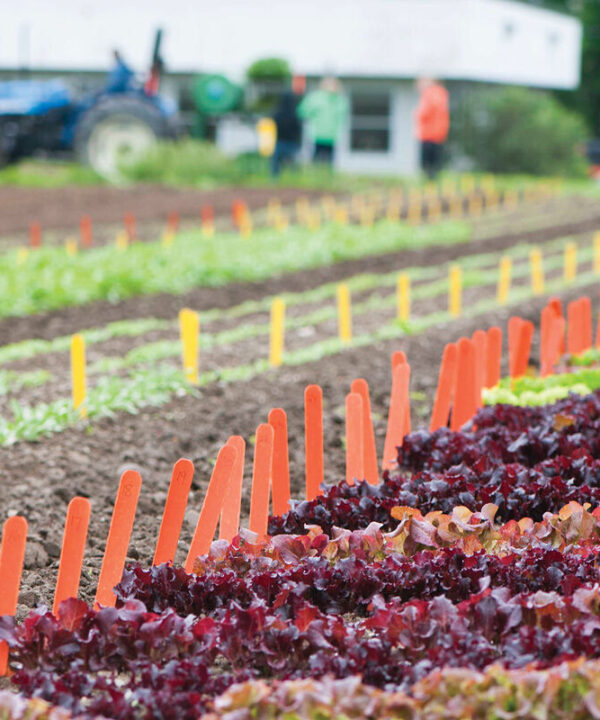 Alternative view of Orange Treated Garden Labels