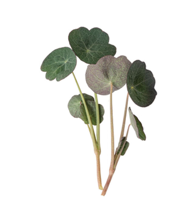 Nasturtium, Empress of India - Shoot Seed