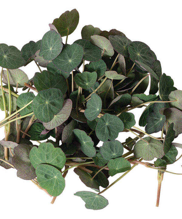 Alternative view of Nasturtium, Empress of India - Shoot Seed