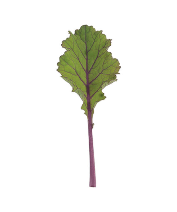 Alternative view of Unicorn - Kale Seed