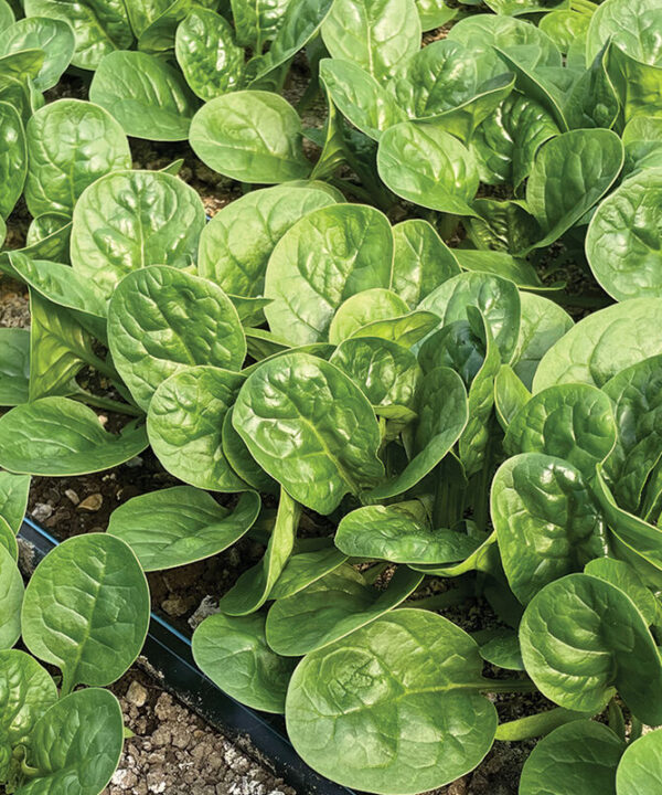 Alternative view of Tarsier - (F1) Spinach Seed