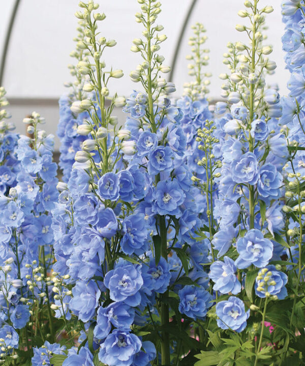 Candle Light Blue Shades - (F1) Delphinium Seed