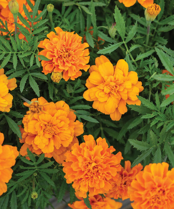 Durango Tangerine - Marigold Seed