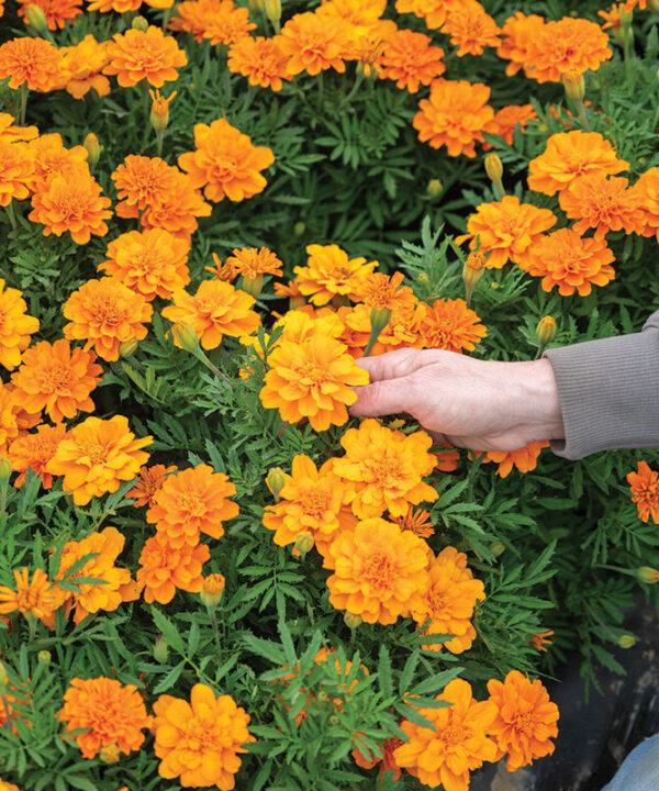 Alternative view of Durango Tangerine - Marigold Seed
