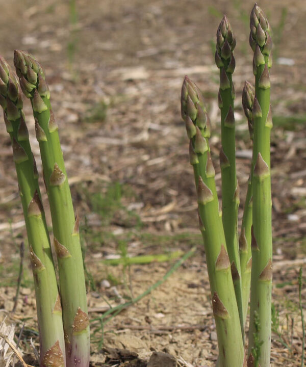 Mary Washington - Heirloom Asparagus Crowns