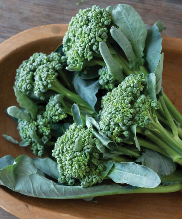 Sidekick - Broccoli Seed