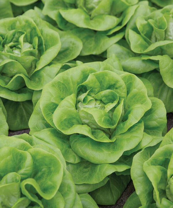 Cecelia -  Butterhead Lettuce Seeds