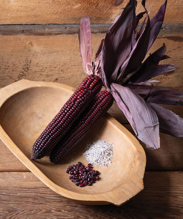 Indian Art Red Fire - (F1) Corn Seed