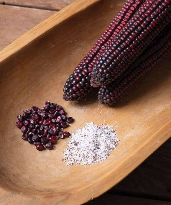 Alternative view of Indian Art Red Fire - (F1) Corn Seed