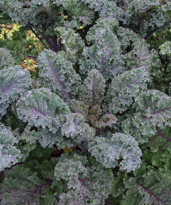 Alternative view of Rubybor - Purple Curly Kale Seeds