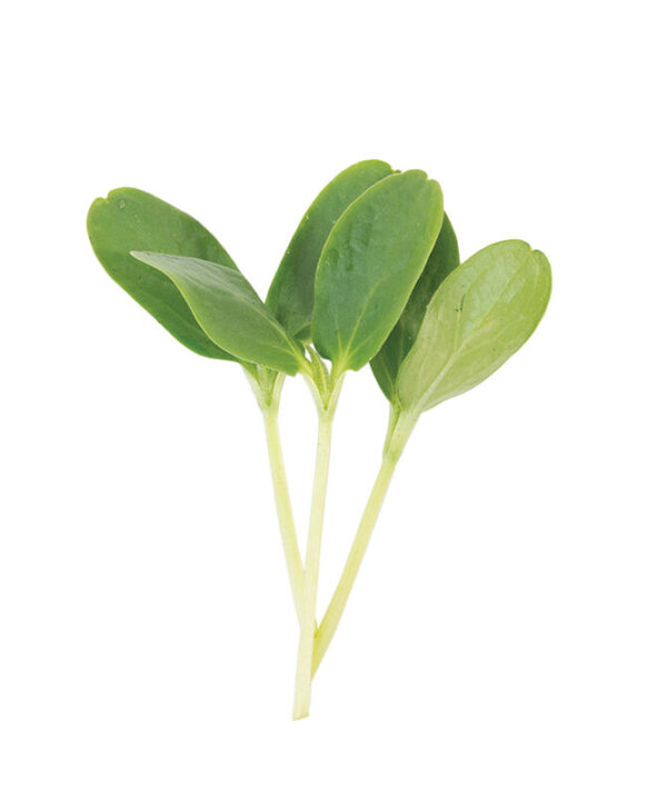 Cucumber, Armenian - Shoot Seed