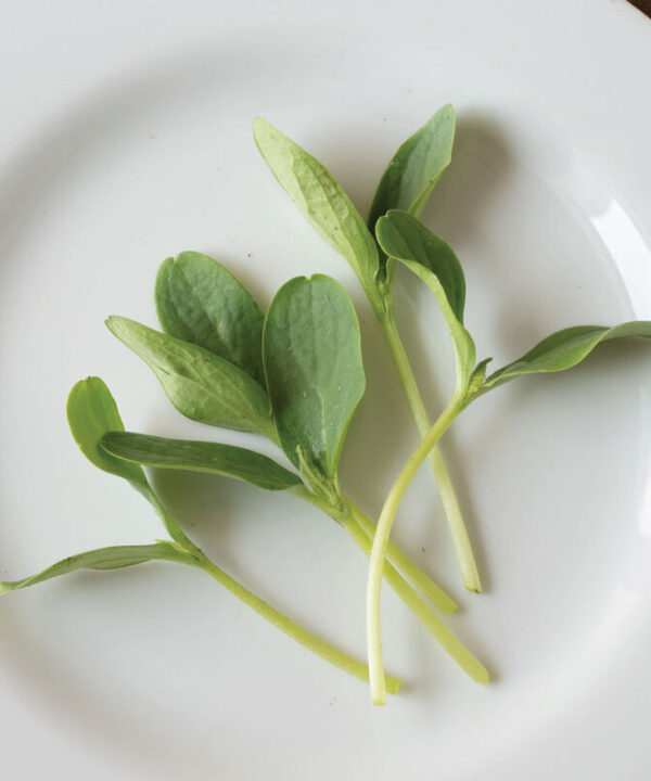 Alternative view of Cucumber, Armenian - Shoot Seed