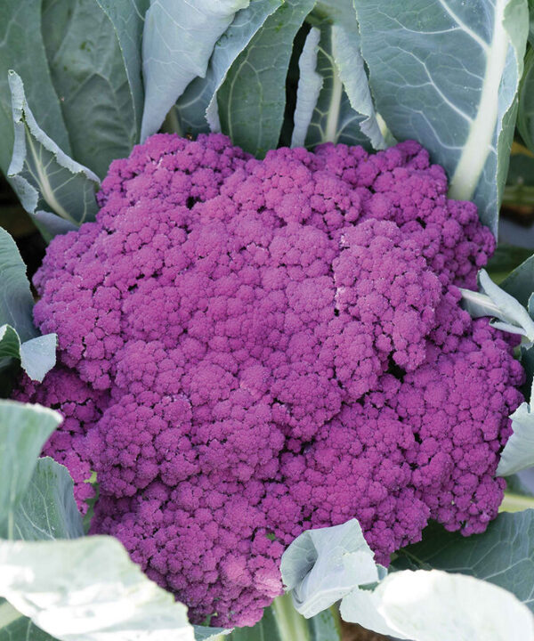 Alternative view of Murasaki Fioretto 70 - Purple Sprouting Cauliflower Seeds